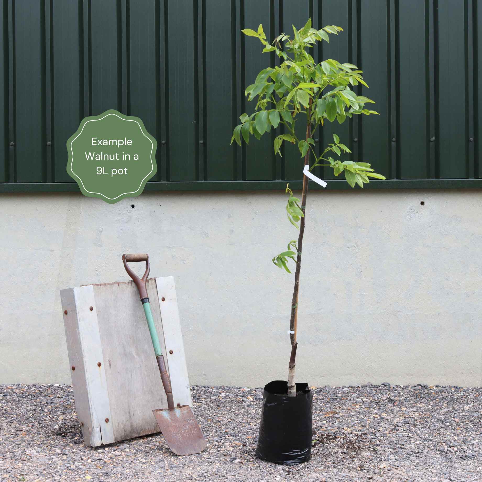 Walnut Tree | Juglans regia - Image 5