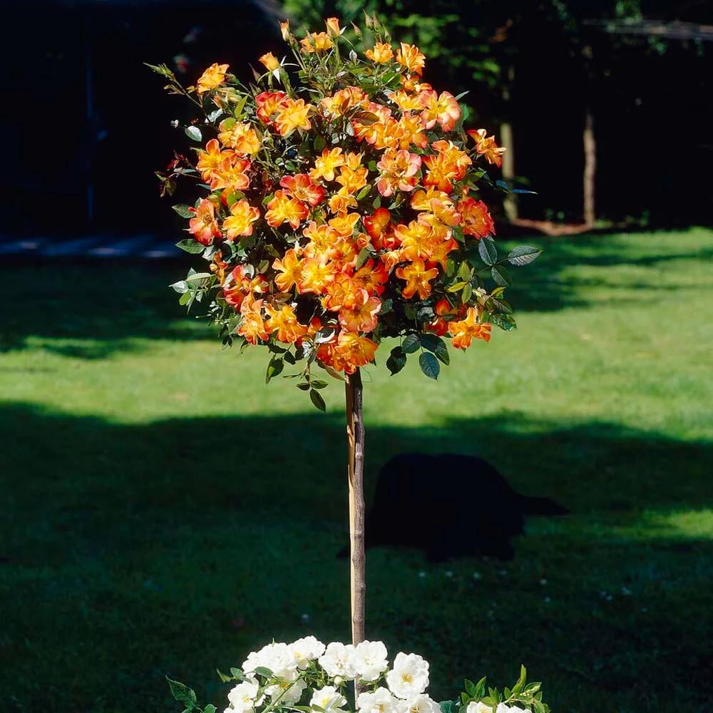 'Warm Welcome' Climbing Rose