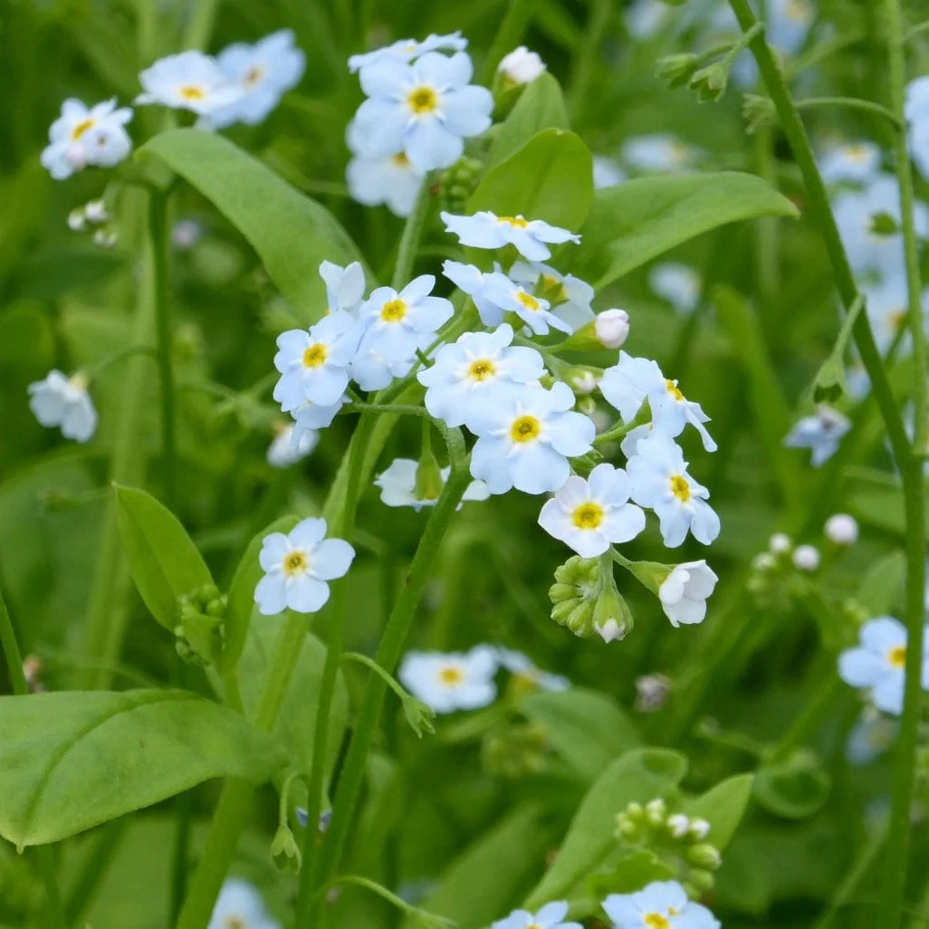 Water Forget-Me-Not | Myosotis scorpioides - Image 2