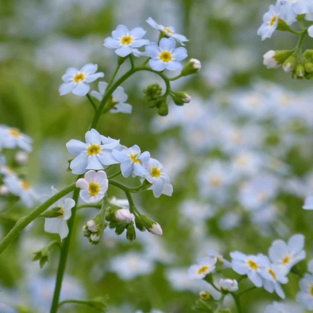 Water Forget-Me-Not | Myosotis scorpioides - Image 3