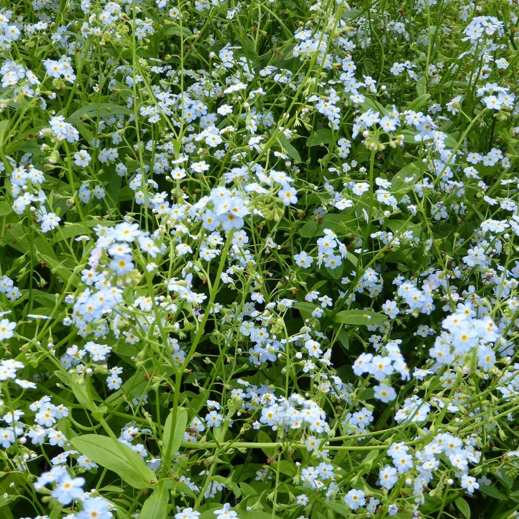 Water Forget-Me-Not | Myosotis scorpioides - Image 4
