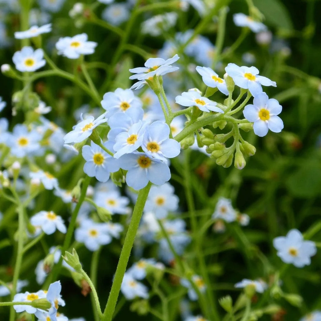Water Forget-Me-Not | Myosotis scorpioides - Image 5