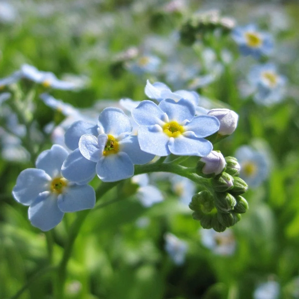 Water Forget-Me-Not | Myosotis scorpioides - Image 6