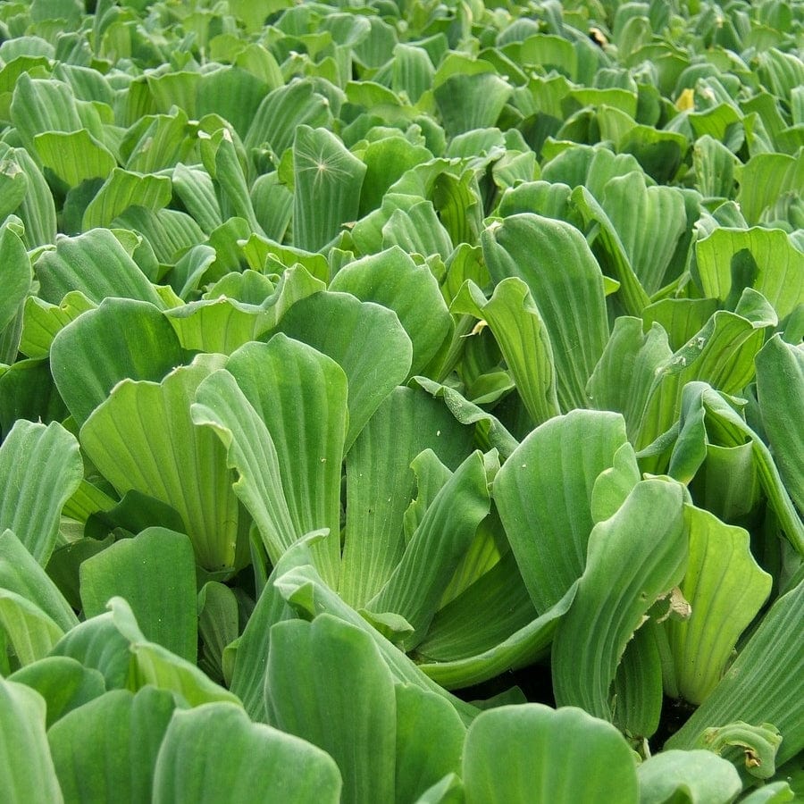 Water Lettuce | Pistia stratiotes
