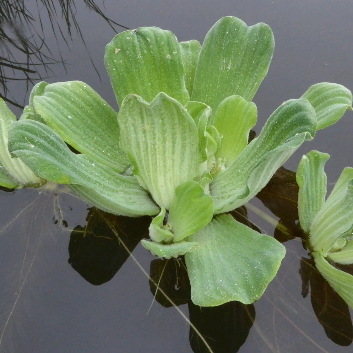 Water Lettuce | Pistia stratiotes - Image 2