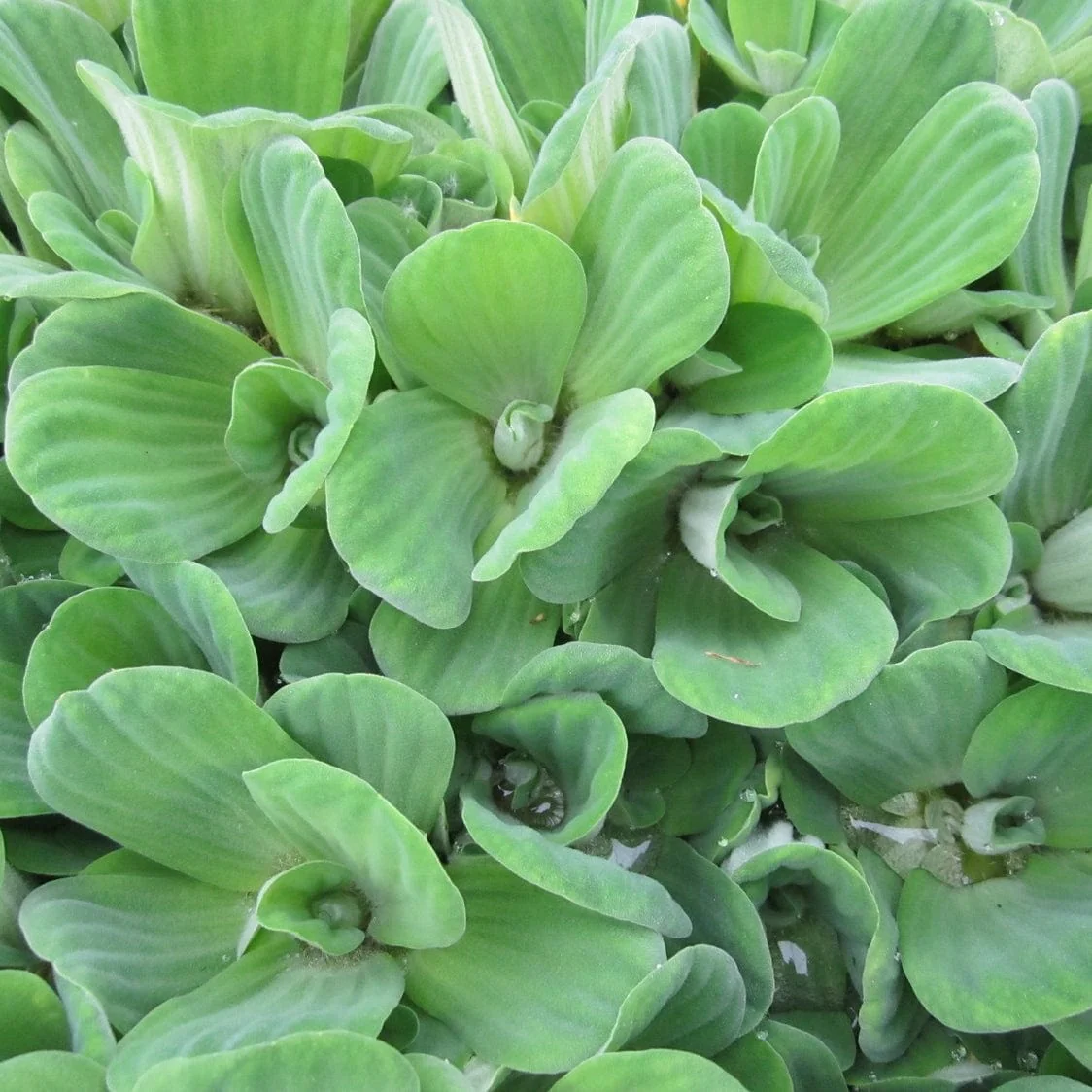 Water Lettuce | Pistia stratiotes - Image 3