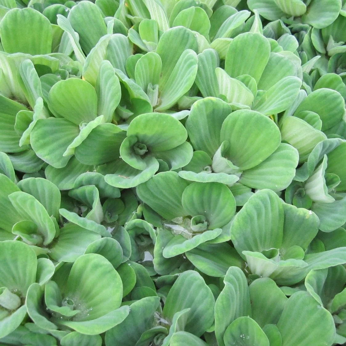 Water Lettuce | Pistia stratiotes - Image 4