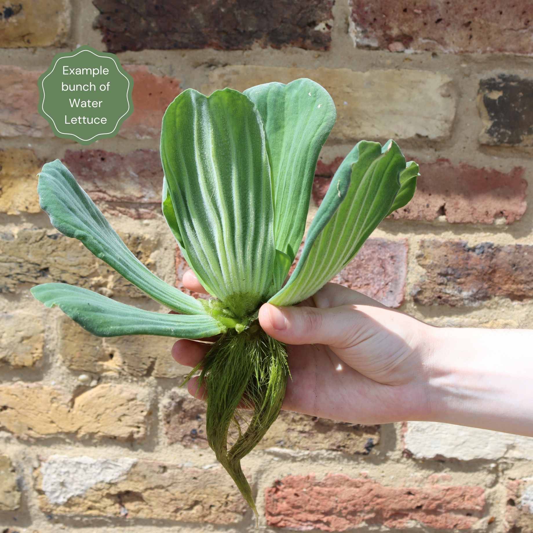 Water Lettuce | Pistia stratiotes - Image 5