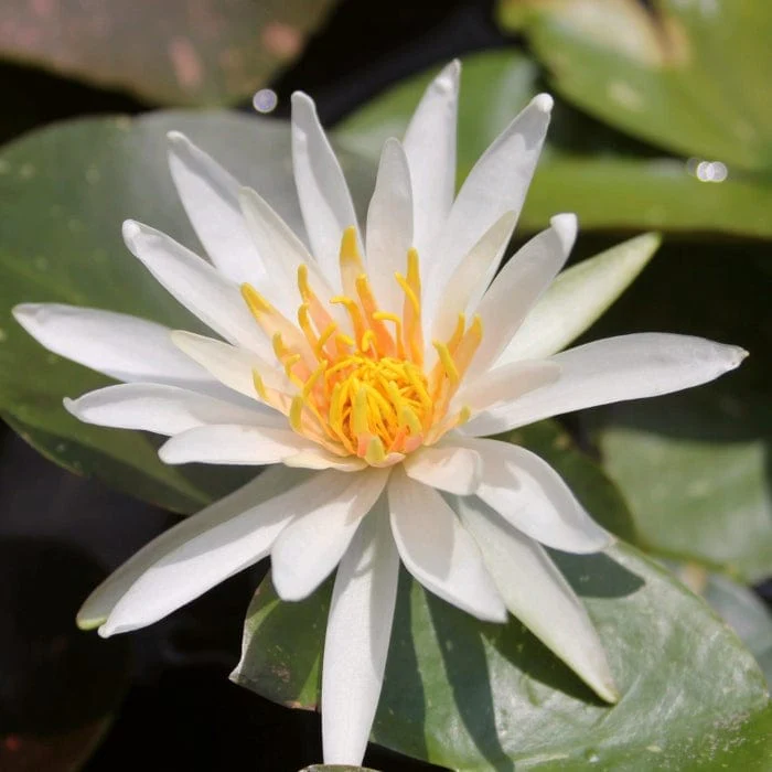 Star Water Lily | Nymphaea 'Arc-en-Ciel'