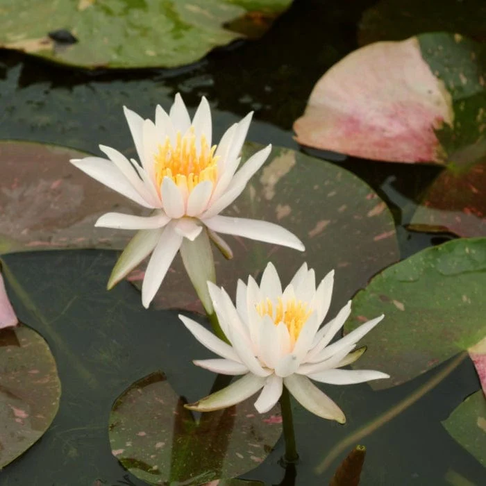 Star Water Lily | Nymphaea 'Arc-en-Ciel' - Image 2