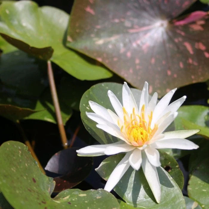 Star Water Lily | Nymphaea 'Arc-en-Ciel' - Image 3