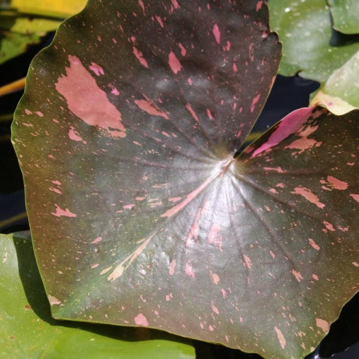 Star Water Lily | Nymphaea 'Arc-en-Ciel' - Image 4