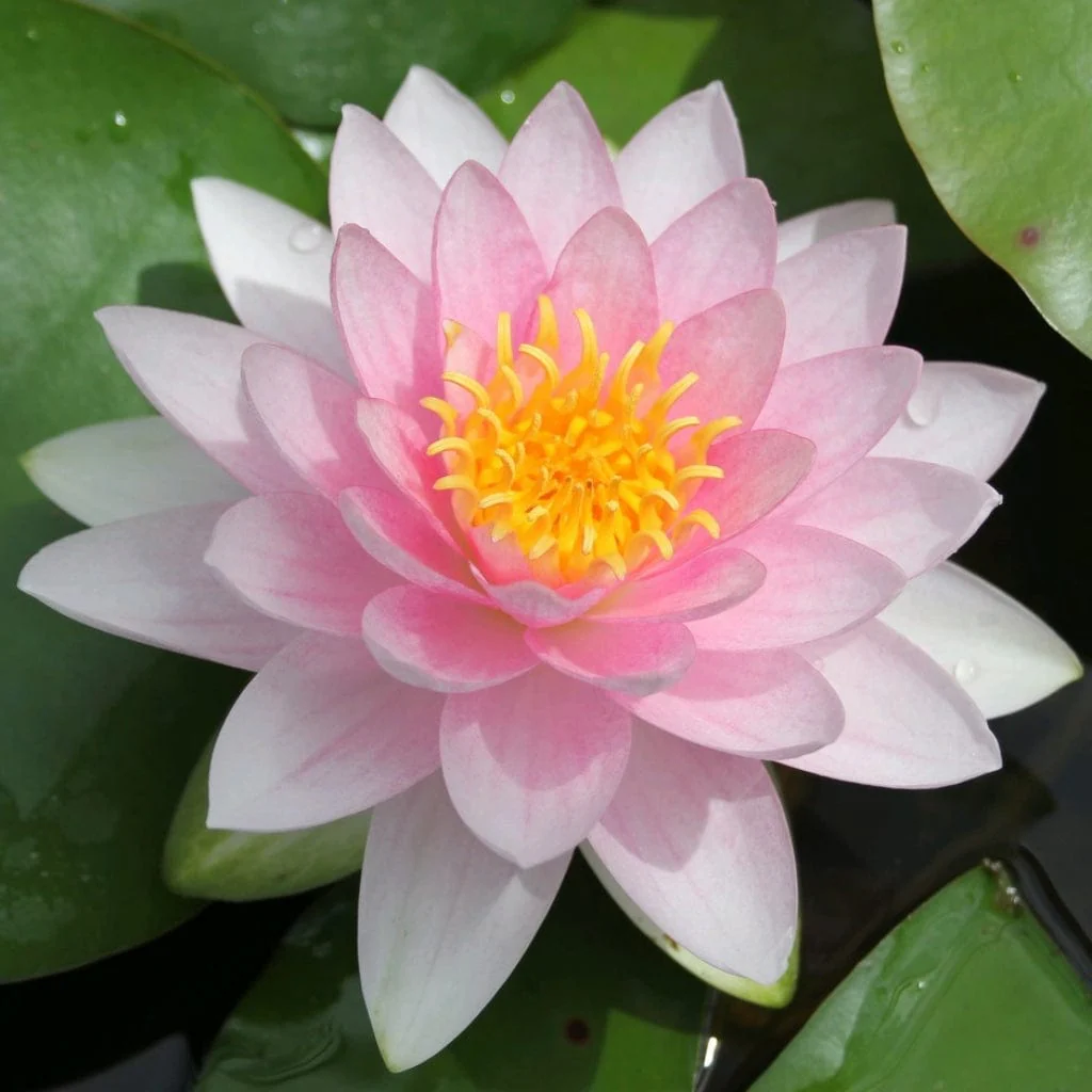Long Flowering Water Lily | Nymphaea hollandia 'Darwin' - Image 2