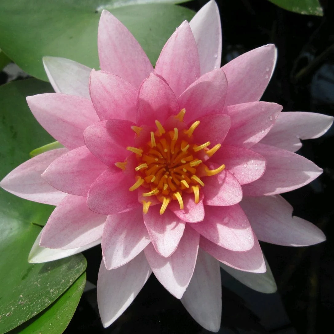 Long Flowering Water Lily | Nymphaea hollandia 'Darwin' - Image 3