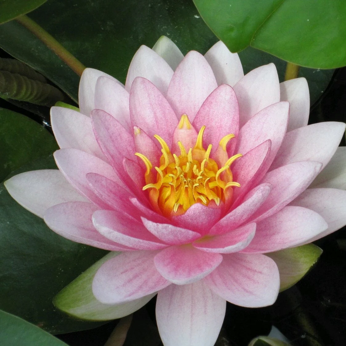 Long Flowering Water Lily | Nymphaea hollandia 'Darwin' - Image 4