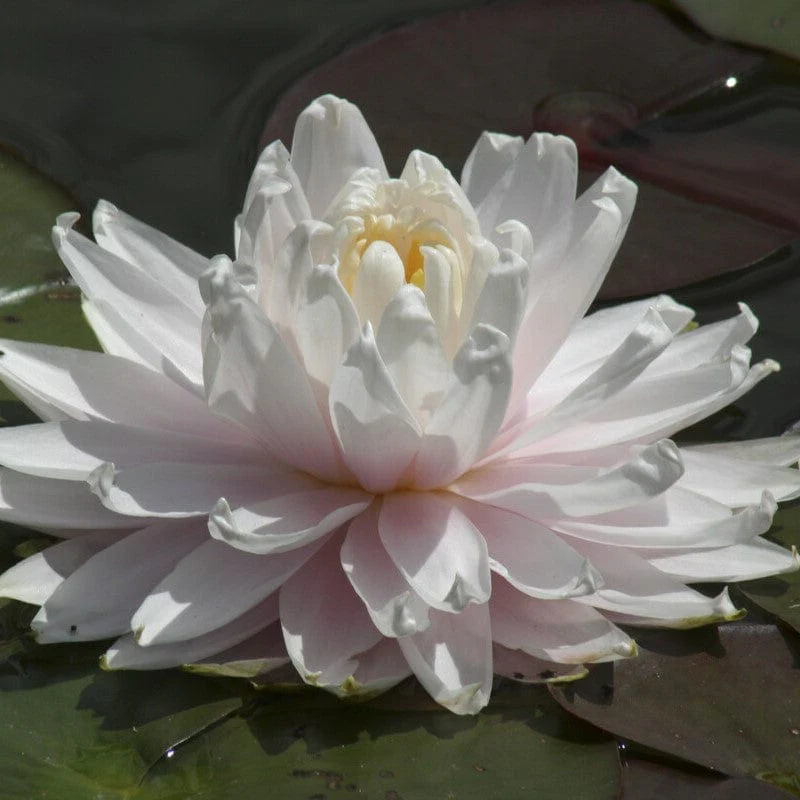 Blush Pink Water Lily | Nymphaea 'Gloire du Temple sur Lot' - Image 2