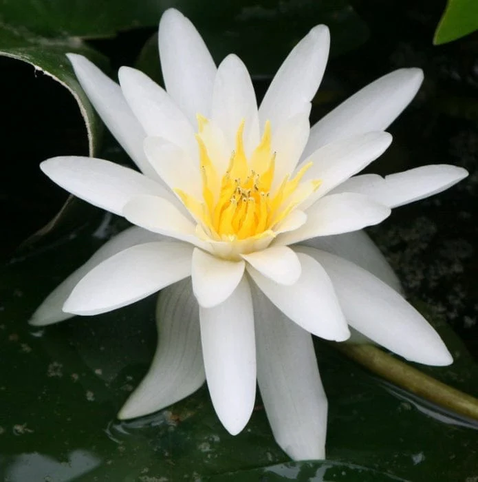 Water Lily | Nymphaea 'Marliacea Albida' - Image 3