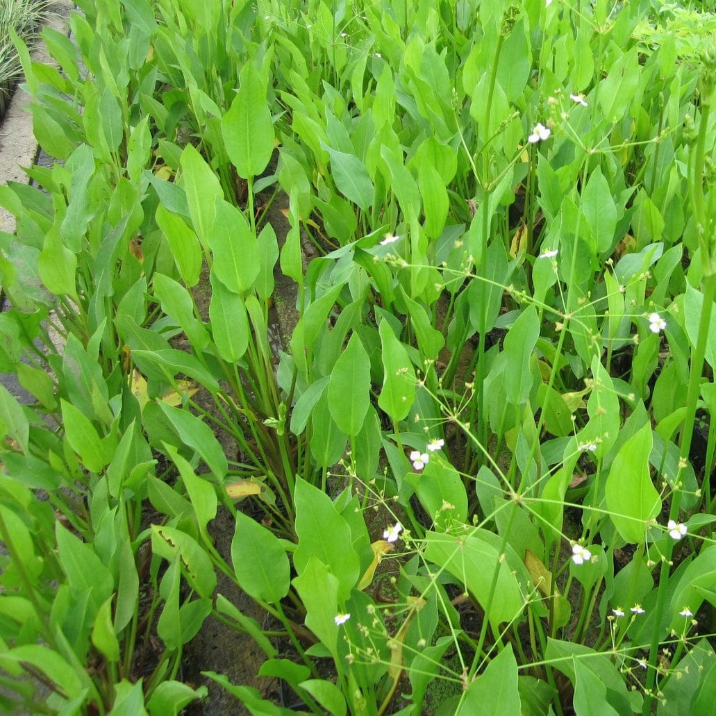 Water Plantain | Alisma plantago-aquaticum - Image 3