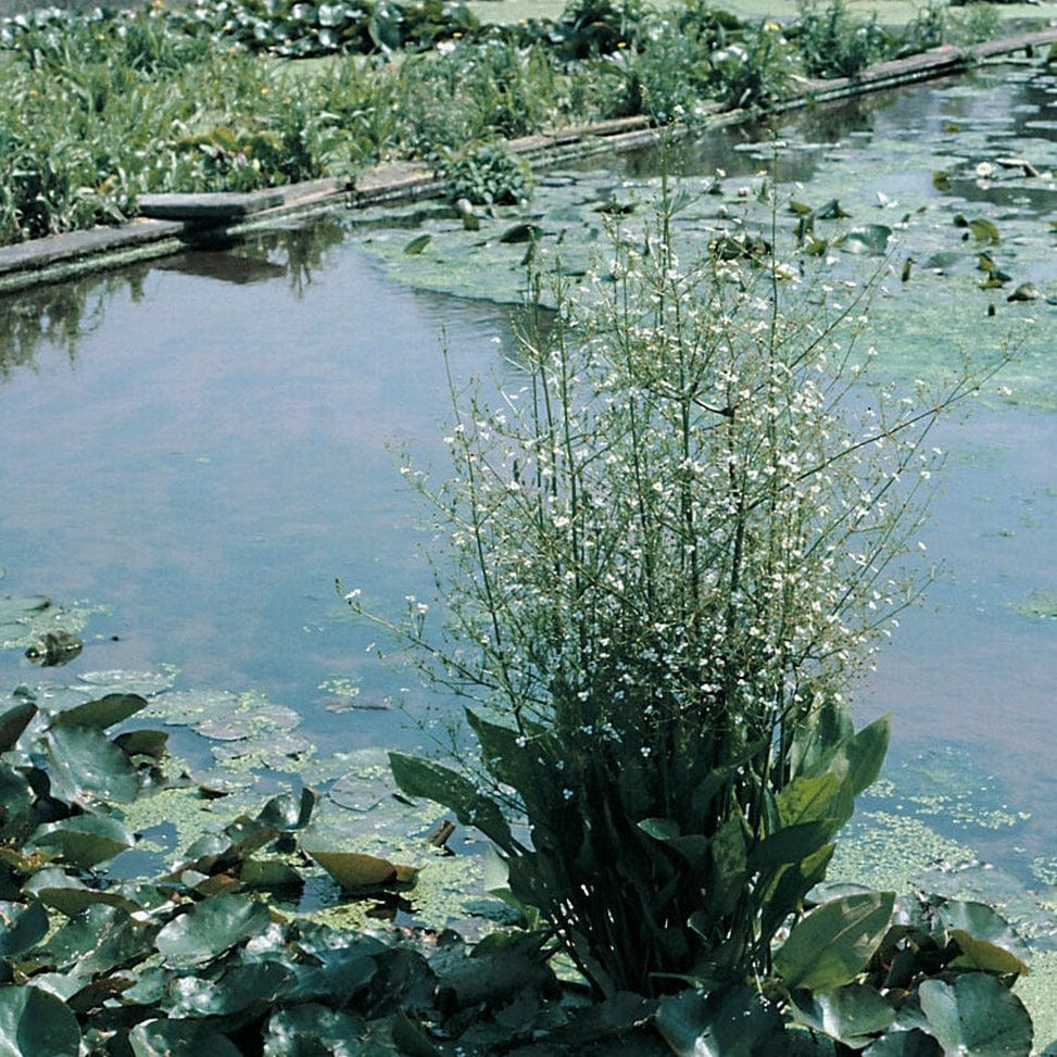 Water Plantain | Alisma plantago-aquaticum - Image 4