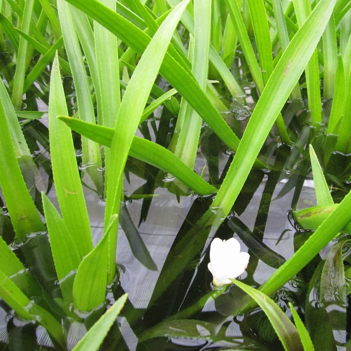 Water Soldier Plants - Image 2