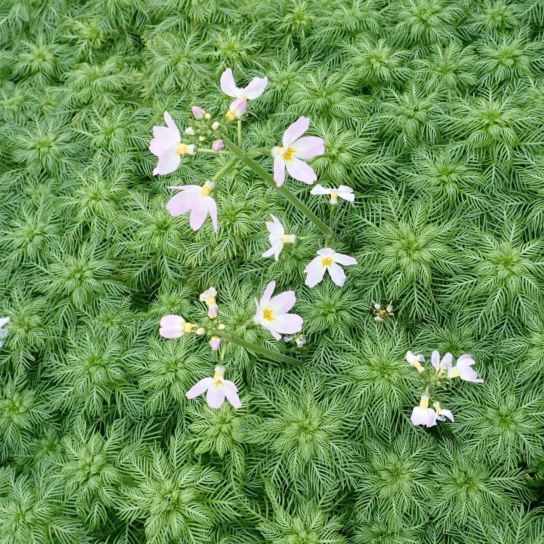 Oxygenating Water Violet Plants | Hottonia palustris - Image 4