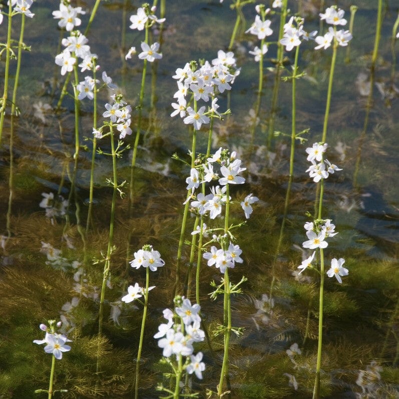 Oxygenating Water Violet Plants | Hottonia palustris - Image 6