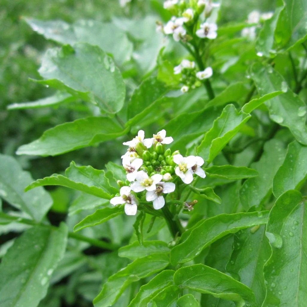 Watercress | Rorippa nasturtium aquaticum - Image 2