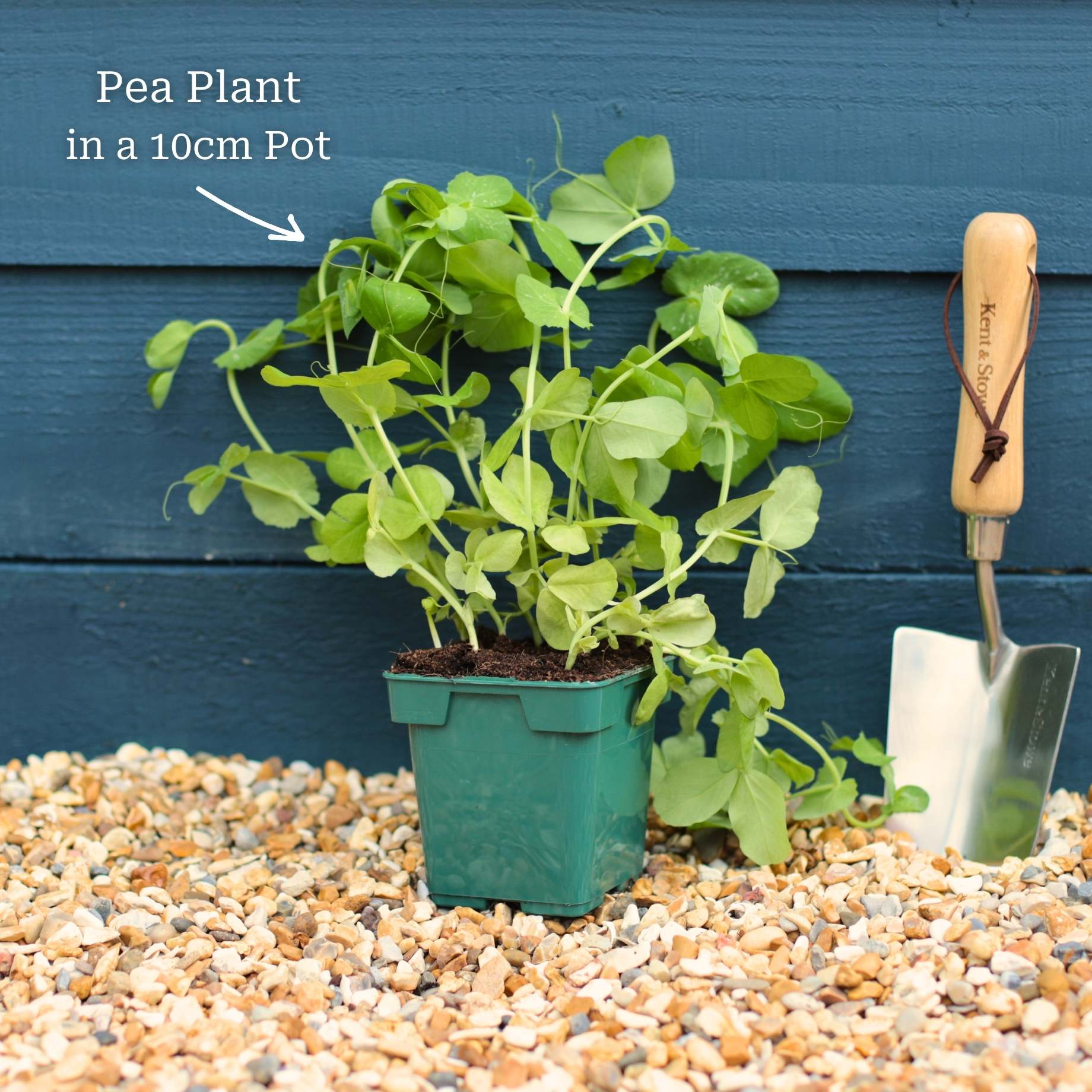 'Waverex' Petit Pois Pea Plant - Image 3