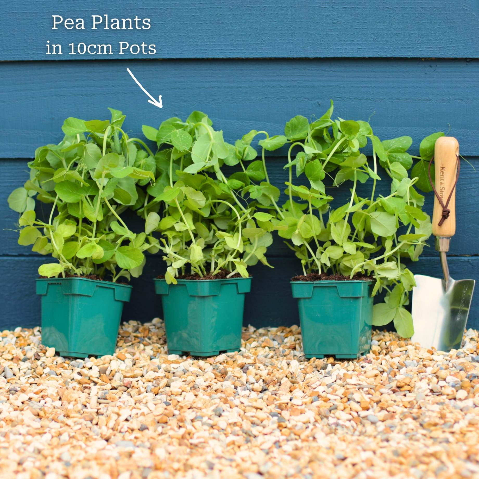 'Waverex' Petit Pois Pea Plant - Image 4