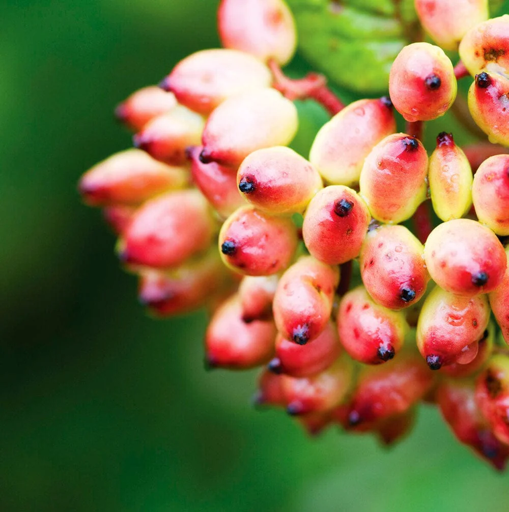 Wayfarer Hedging | Viburnum lantana - Image 2