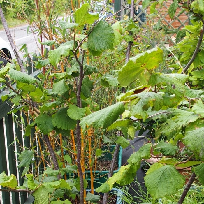 'Webb's Prize' Hazelnut Tree | Corylus avellana - Image 2