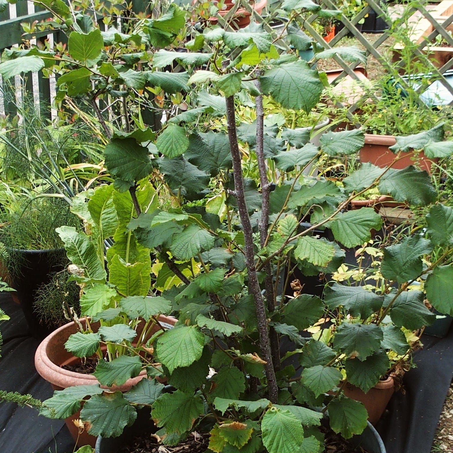 'Webb's Prize' Hazelnut Tree | Corylus avellana - Image 4