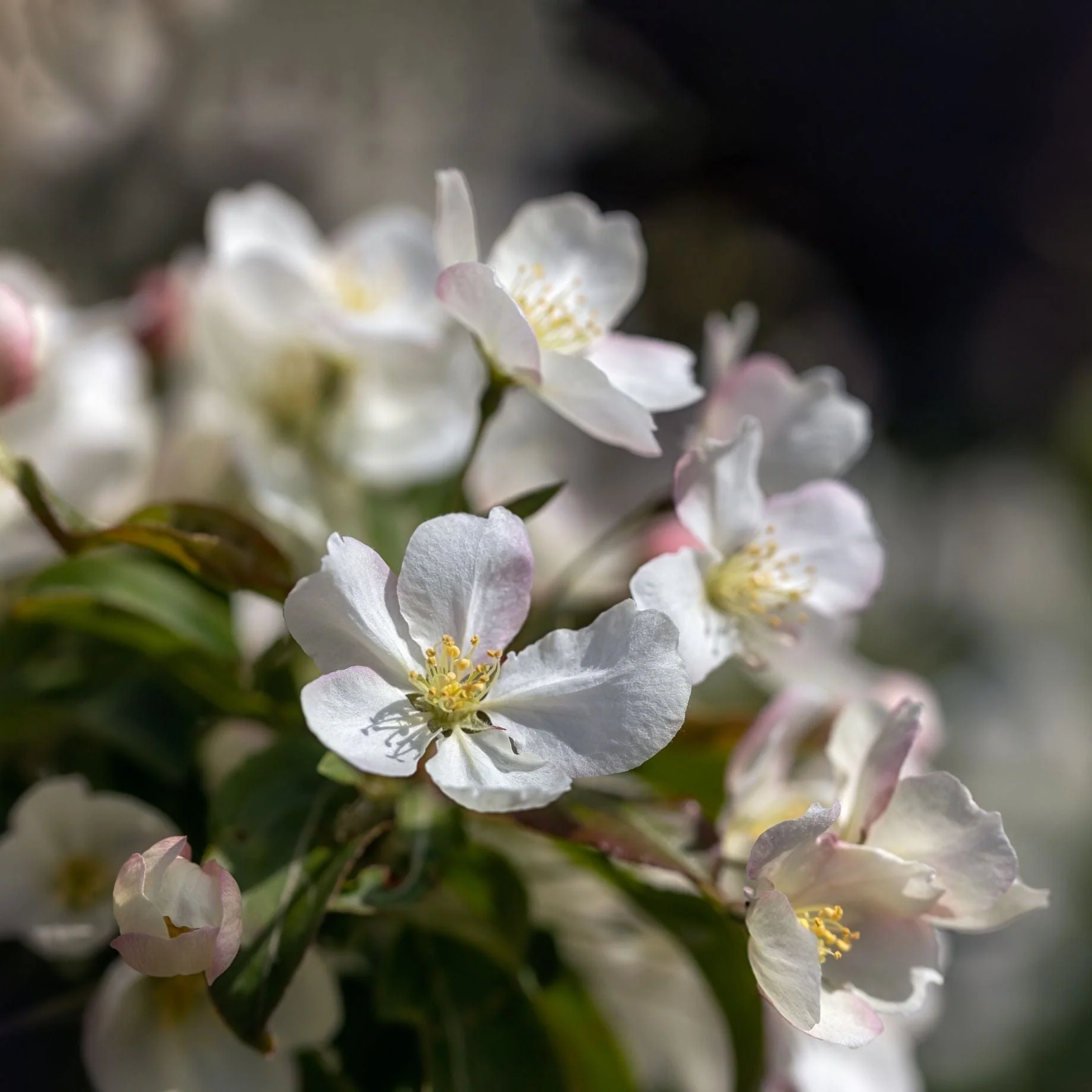 'Wedding Bouquet' Crabapple Tree