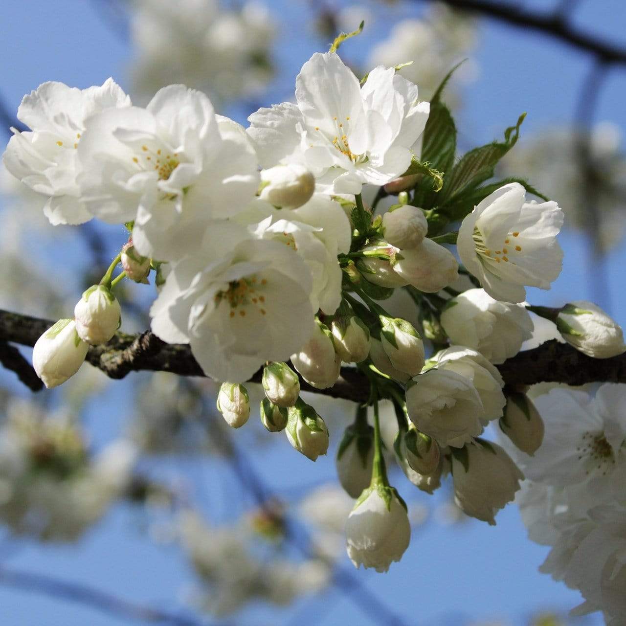 Weeping Yoshino Cherry Blossom Tree | Prunus yedoensis - Image 3