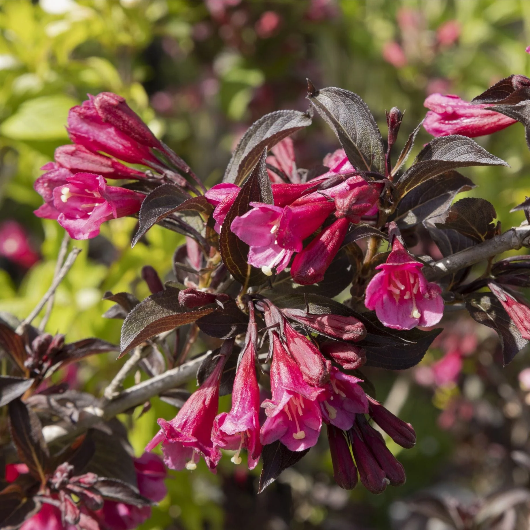 Weigela 'Alexandra'®