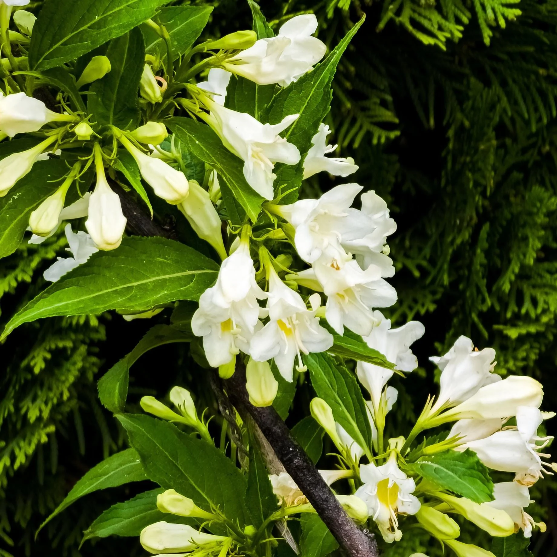 Weigela 'Candida'