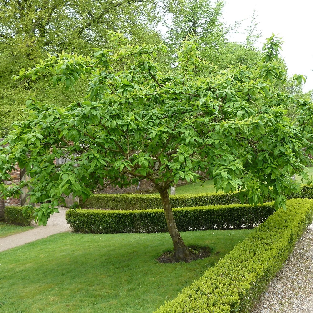 'Westerveld' Medlar Tree - Image 5