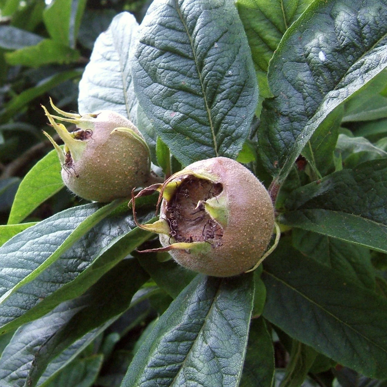 'Westerveld' Medlar Tree - Image 6