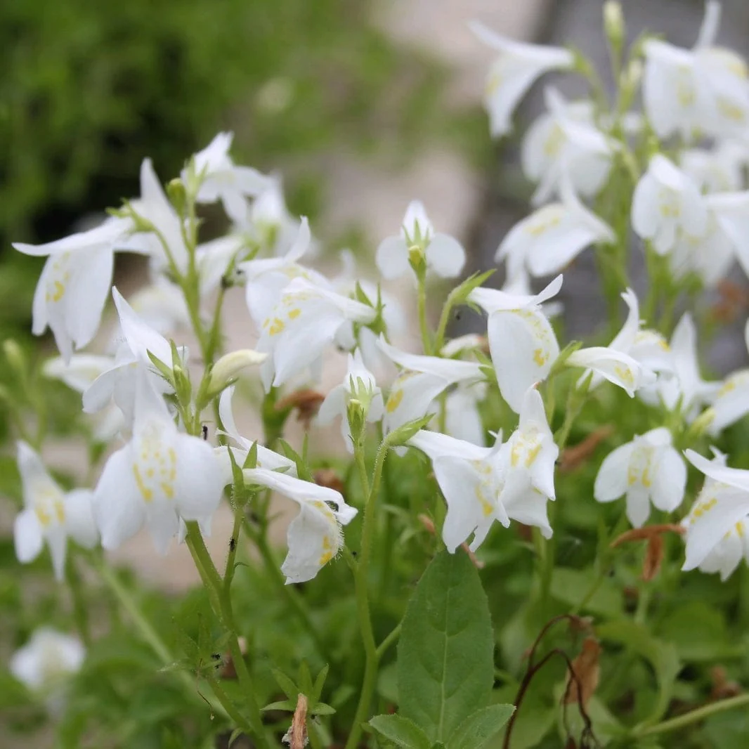 White Chinese Marshflower | Mazus reptans 'Alba'