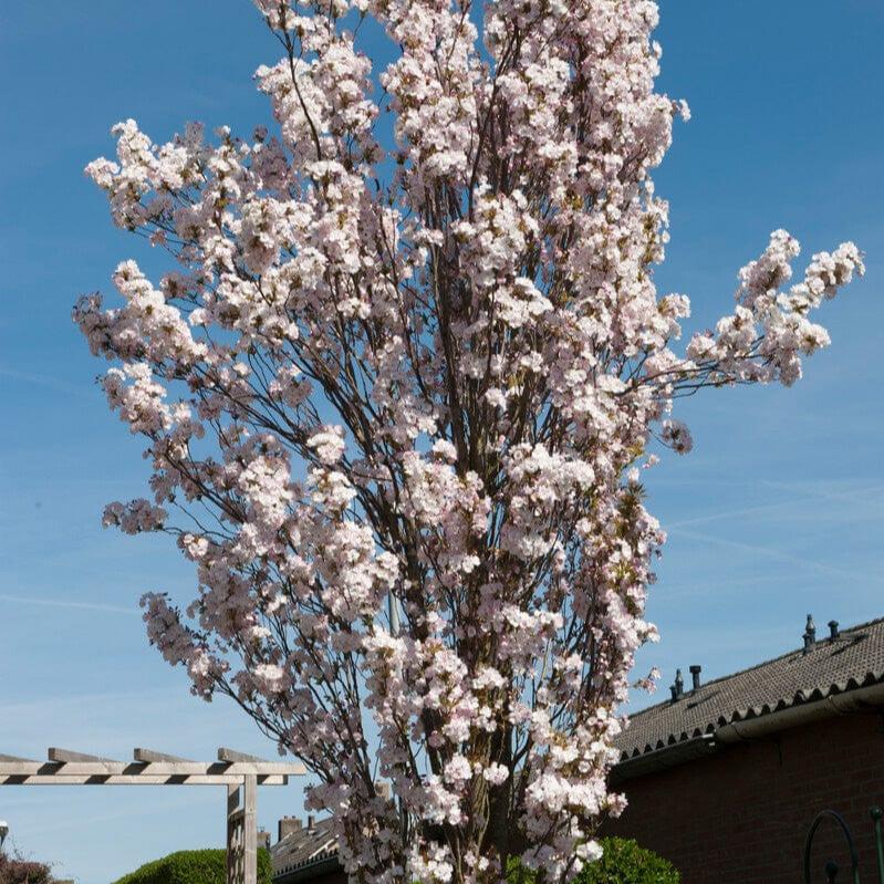 White Columnar Cherry Blossom Tree | Prunus 'Spire'