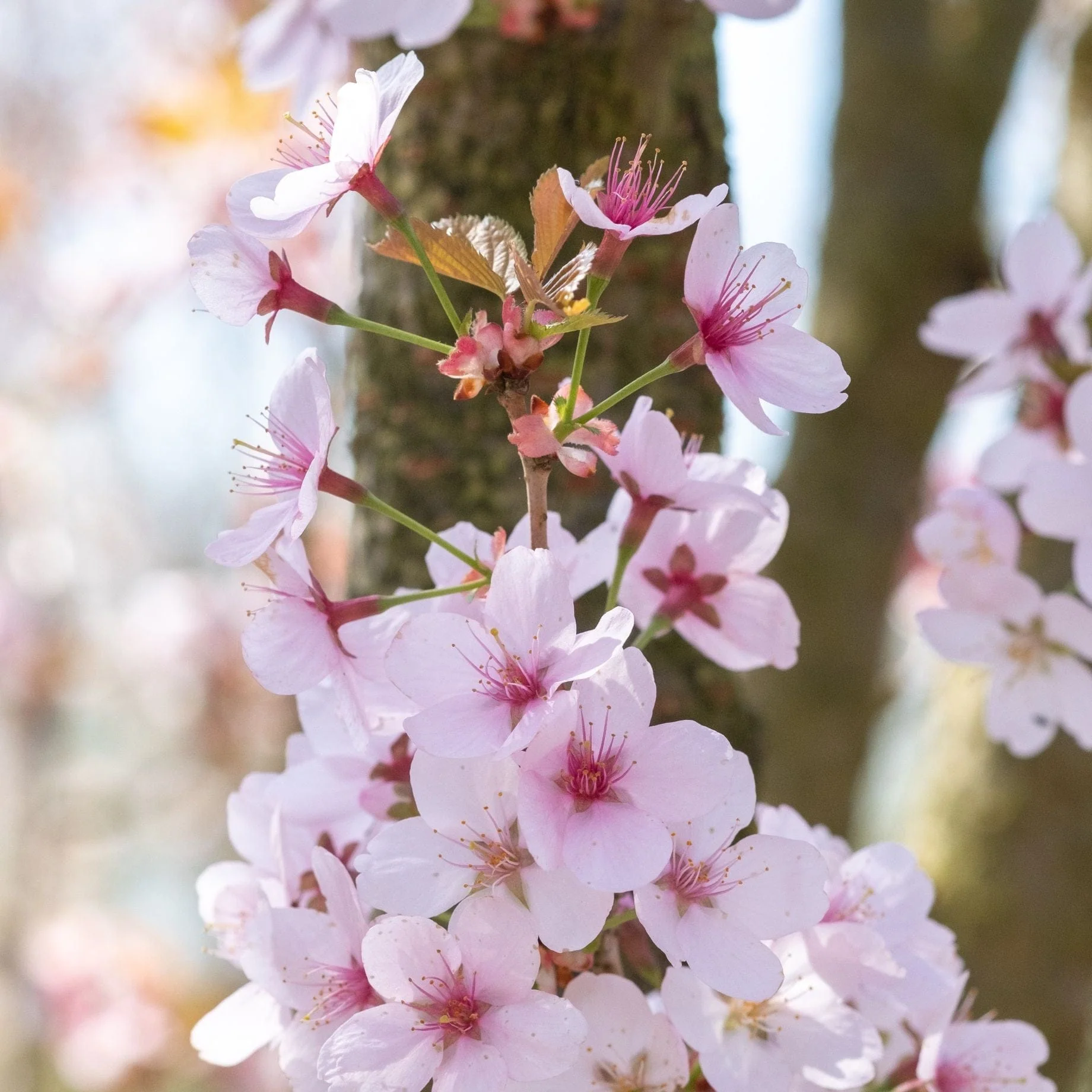 White Columnar Cherry Blossom Tree | Prunus 'Spire' - Image 2