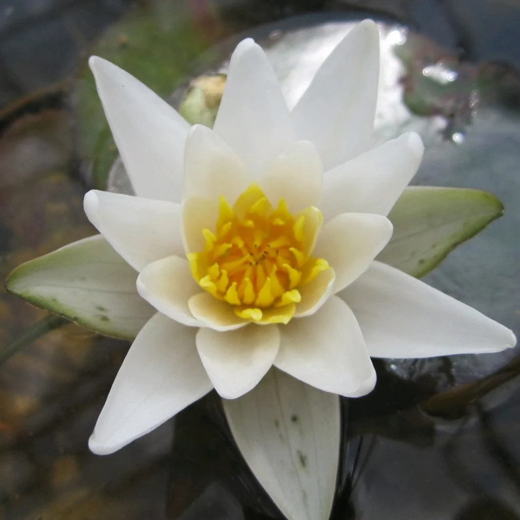 White Dwarf Water Lily | Nymphaea 'Pygmaea Alba'