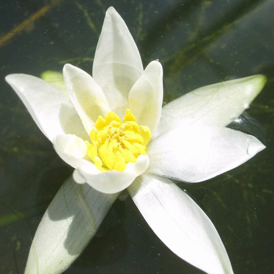 White Dwarf Water Lily | Nymphaea 'Pygmaea Alba' - Image 2