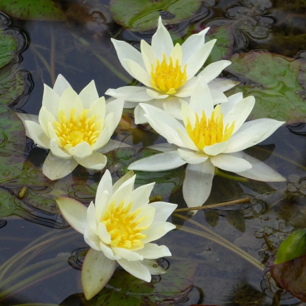 White Dwarf Water Lily | Nymphaea 'Pygmaea Alba' - Image 3
