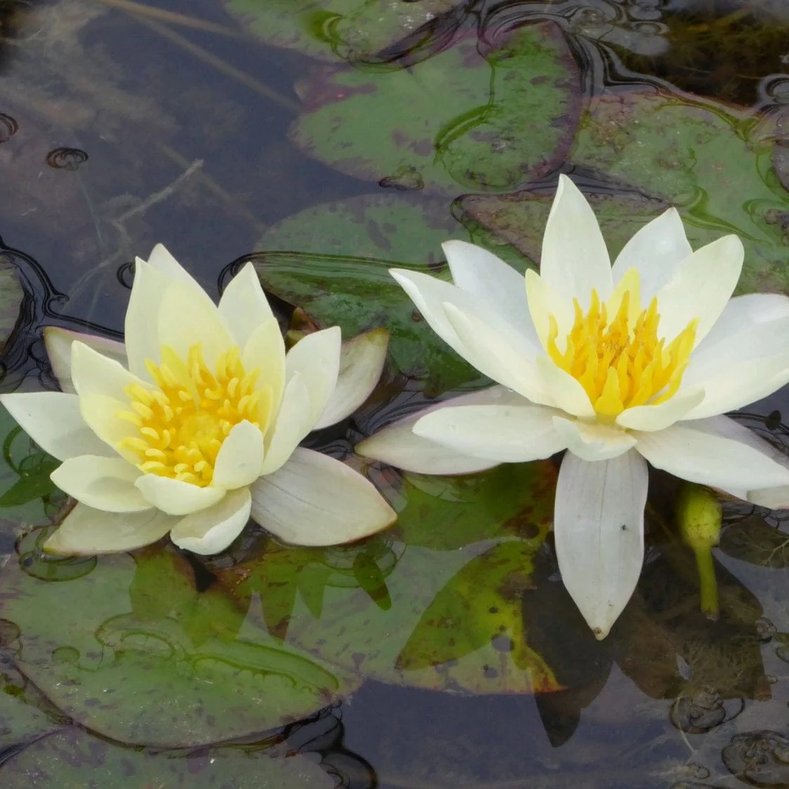 White Dwarf Water Lily | Nymphaea 'Pygmaea Alba' - Image 4