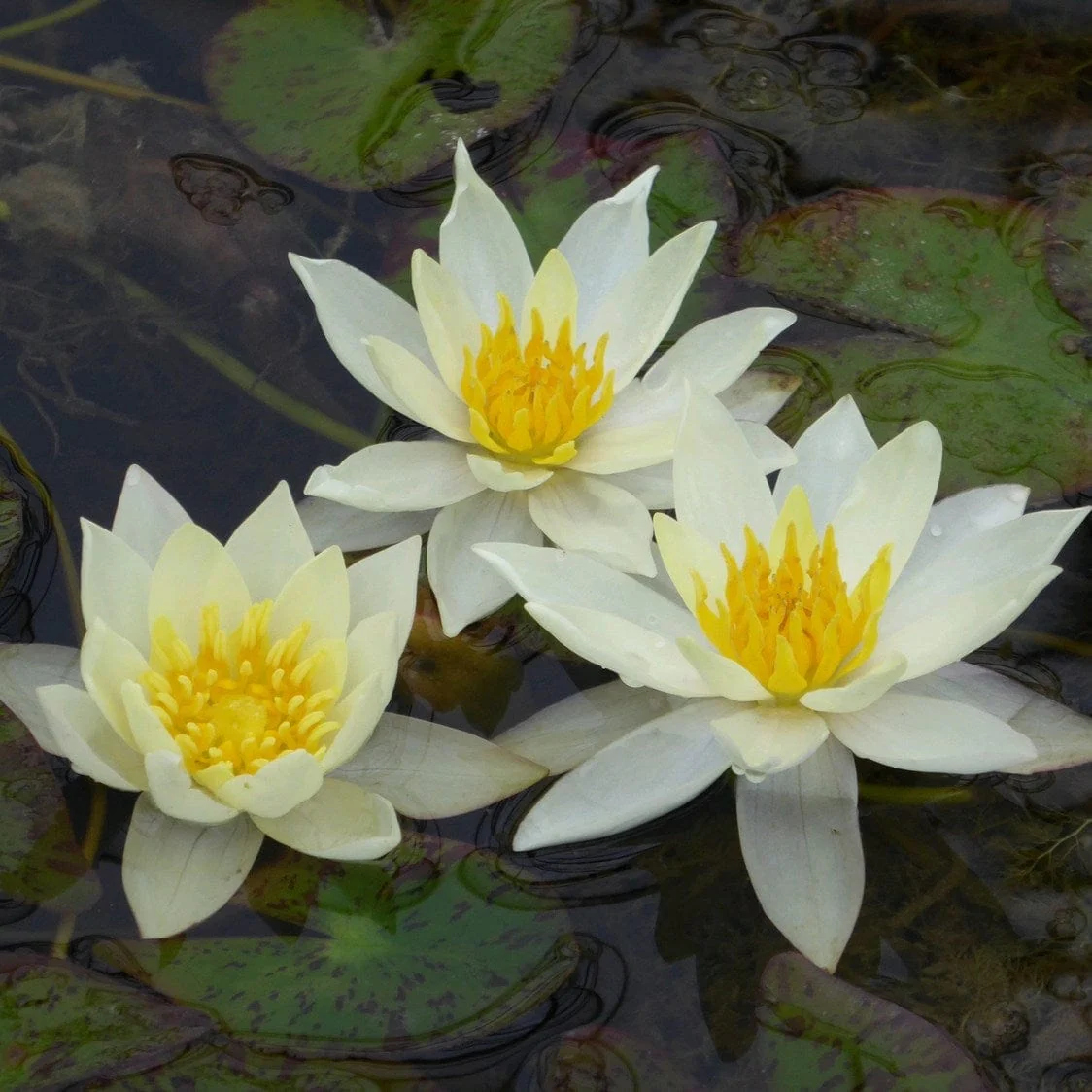White Dwarf Water Lily | Nymphaea 'Pygmaea Alba' - Image 5