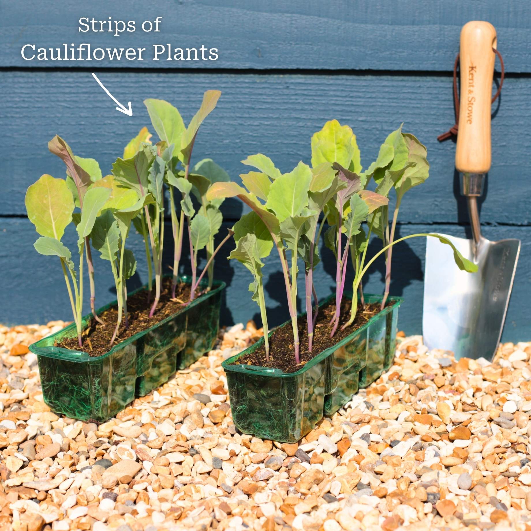 'Romanesco' Cauliflower Plants - Image 5