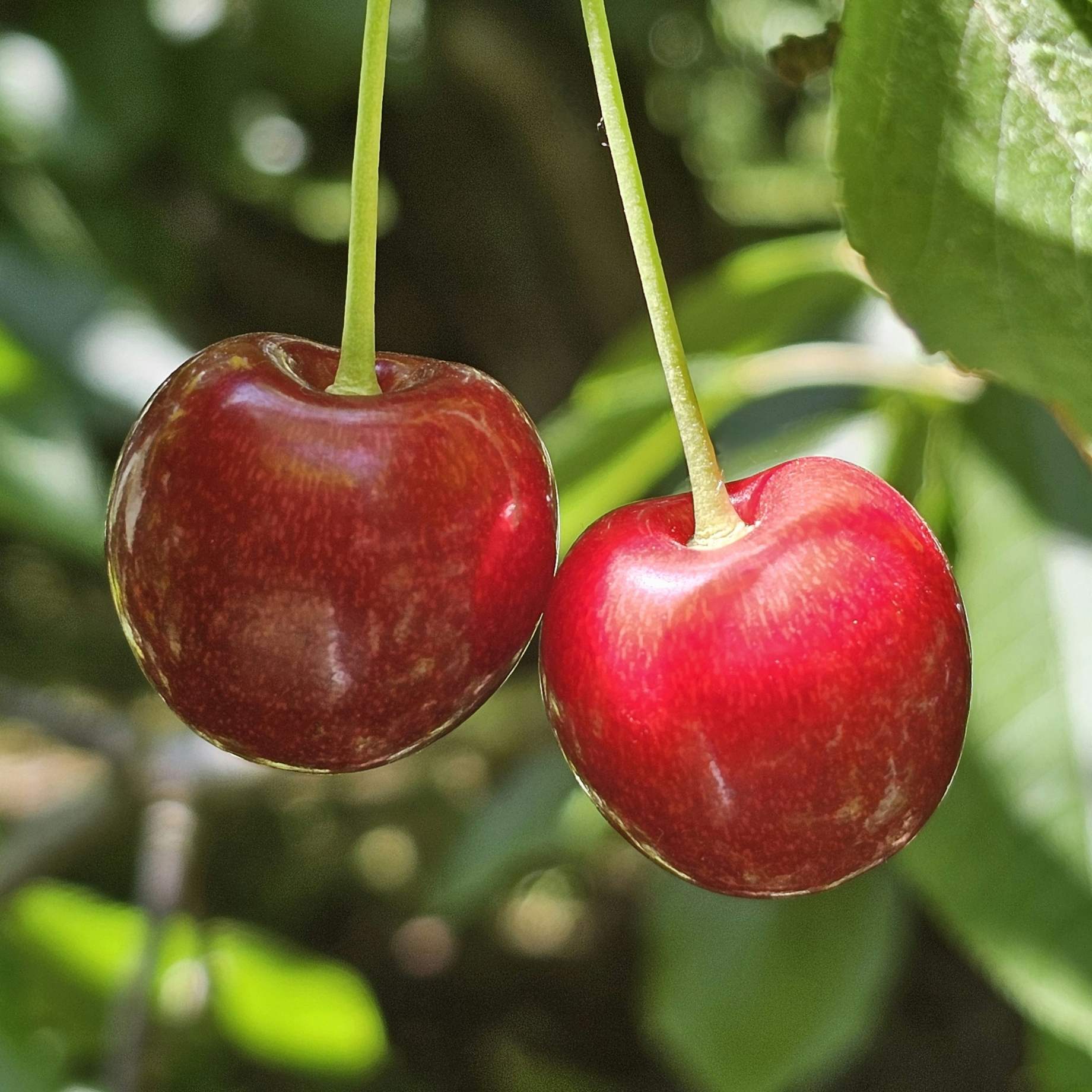 'White Heart' Cherry Tree