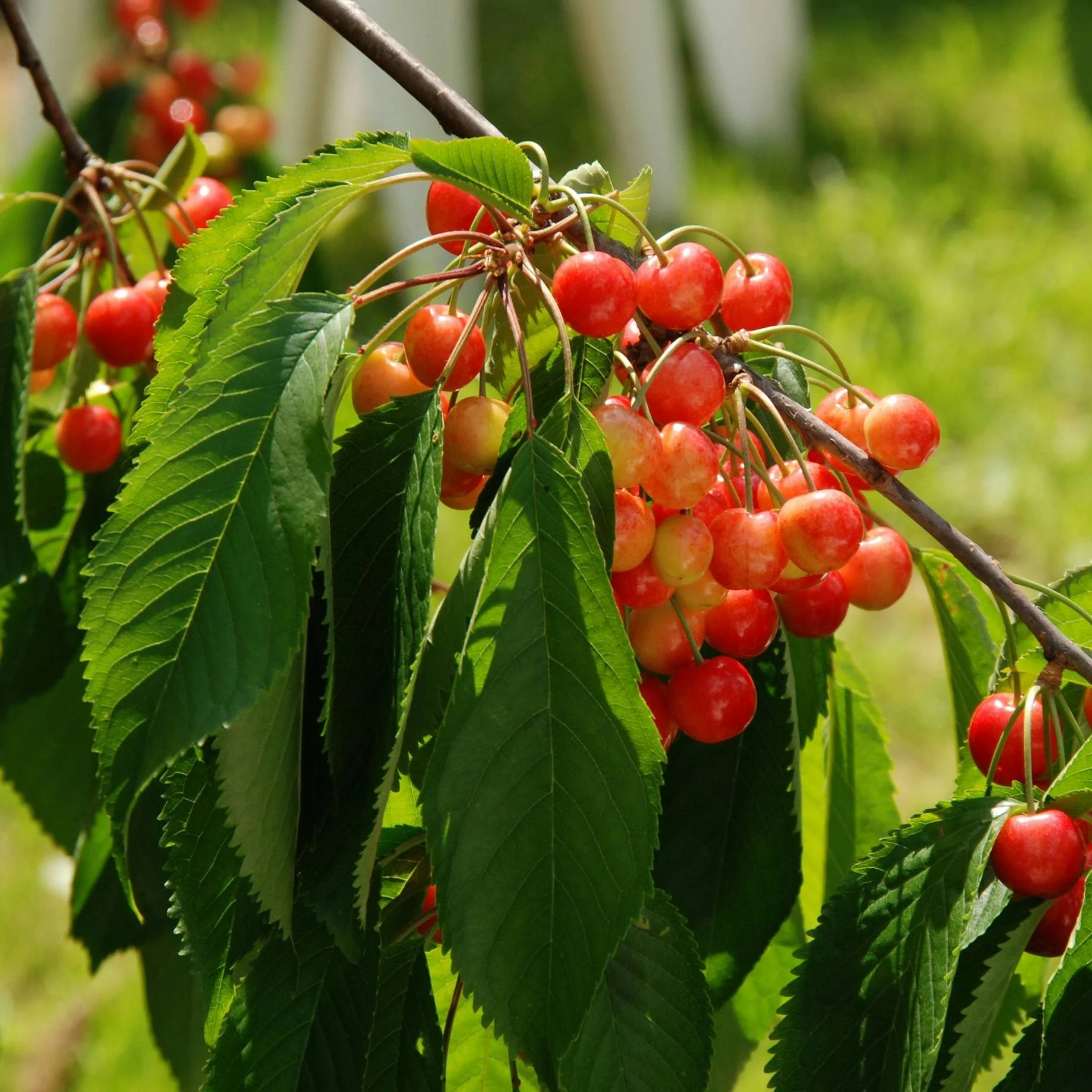 'White Heart' Cherry Tree - Image 2