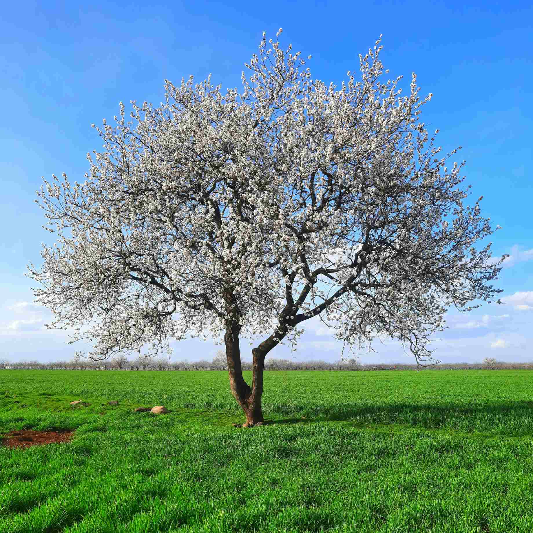 'White Heart' Cherry Tree - Image 3